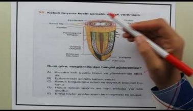 2A YKS Biyoloji Sınavda Çıkabilecek Sorular